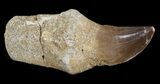 Rooted Mosasaur (Halisaurus?) Tooth #43195-1